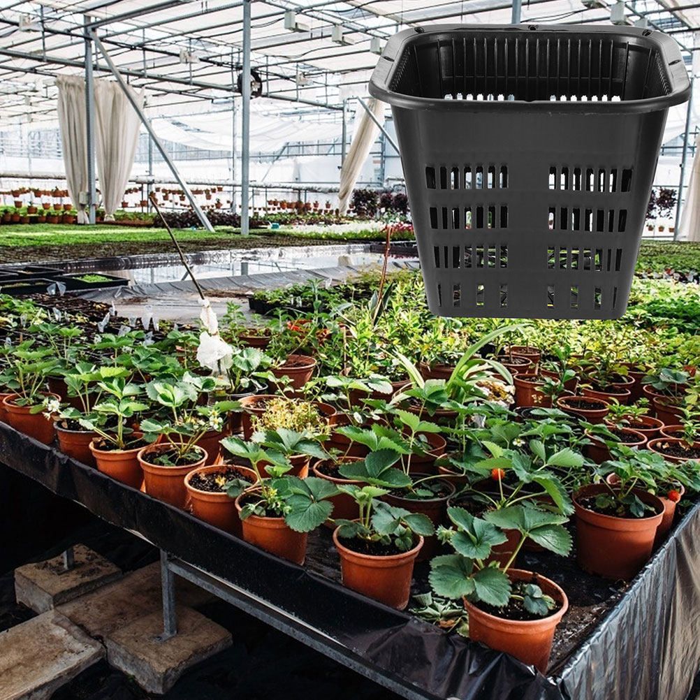 15 Stück Wurzelkontroll-Blumen – Indoor Plants Bewertung und Preis