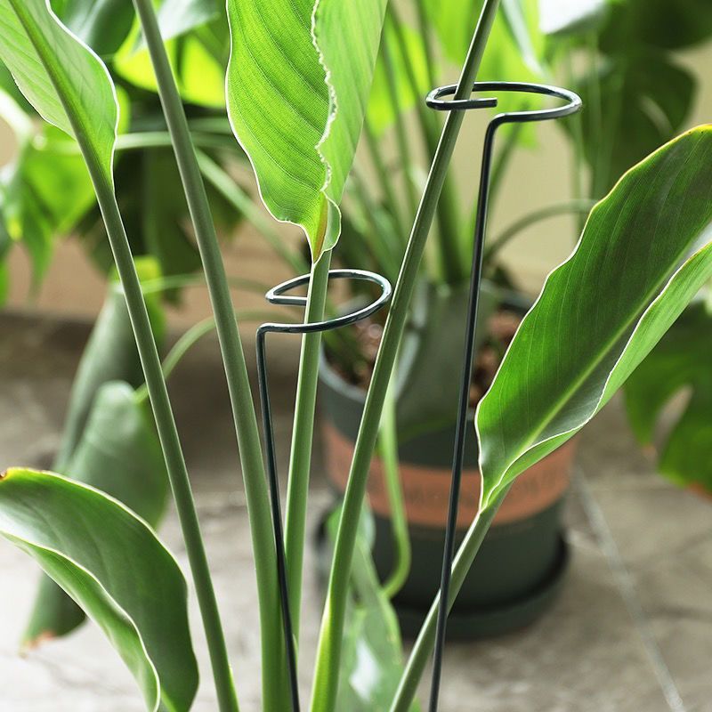 1/10 stücke Garten Unterstützu – Plant Support Stake Bewertung und Preis