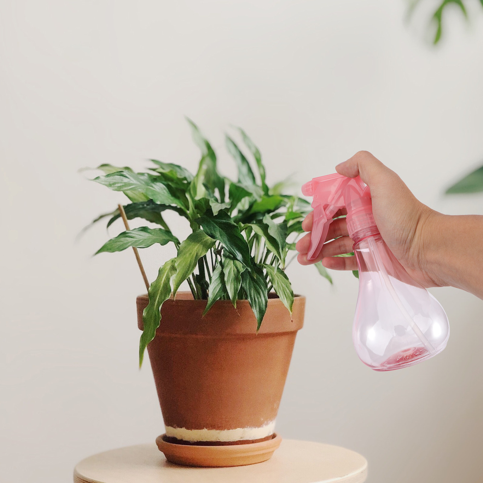 1 Set Mini-Sukkulenten-Pflanzw – Succulent Set Bewertung und Preis