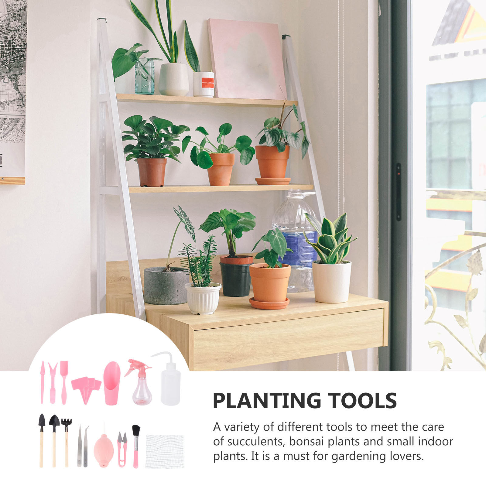 1 Set Mini-Sukkulenten-Pflanzw – Succulent Set Bewertung und Preis