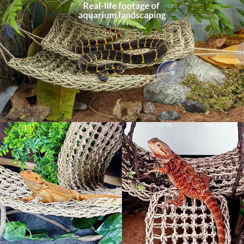 Reptilien-Flexibler Dschungelr – Snake Plant Bewertung und Preis