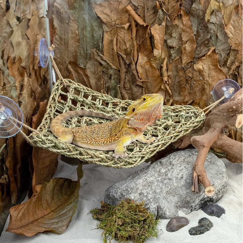 Reptilien-Flexibler Dschungelr – Snake Plant Bewertung und Preis