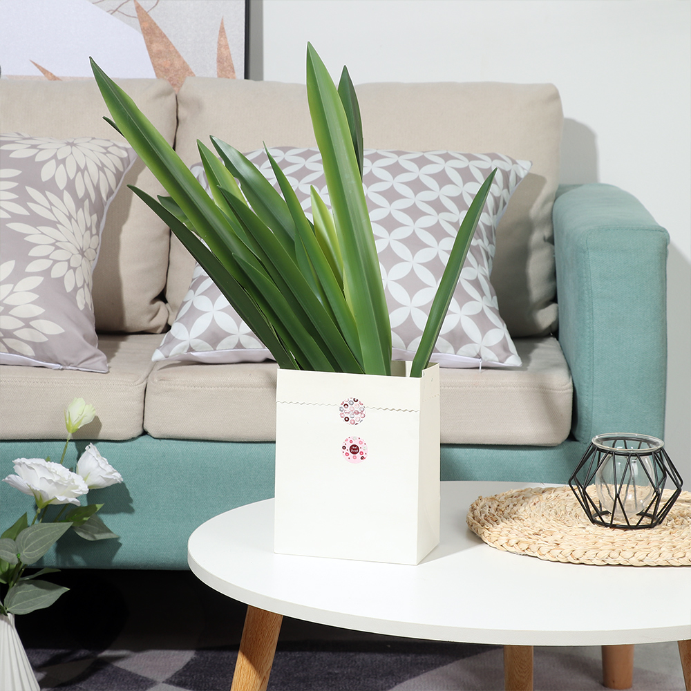 Party liefert hochwertige küns – Snake Plant Bewertung und Preis
