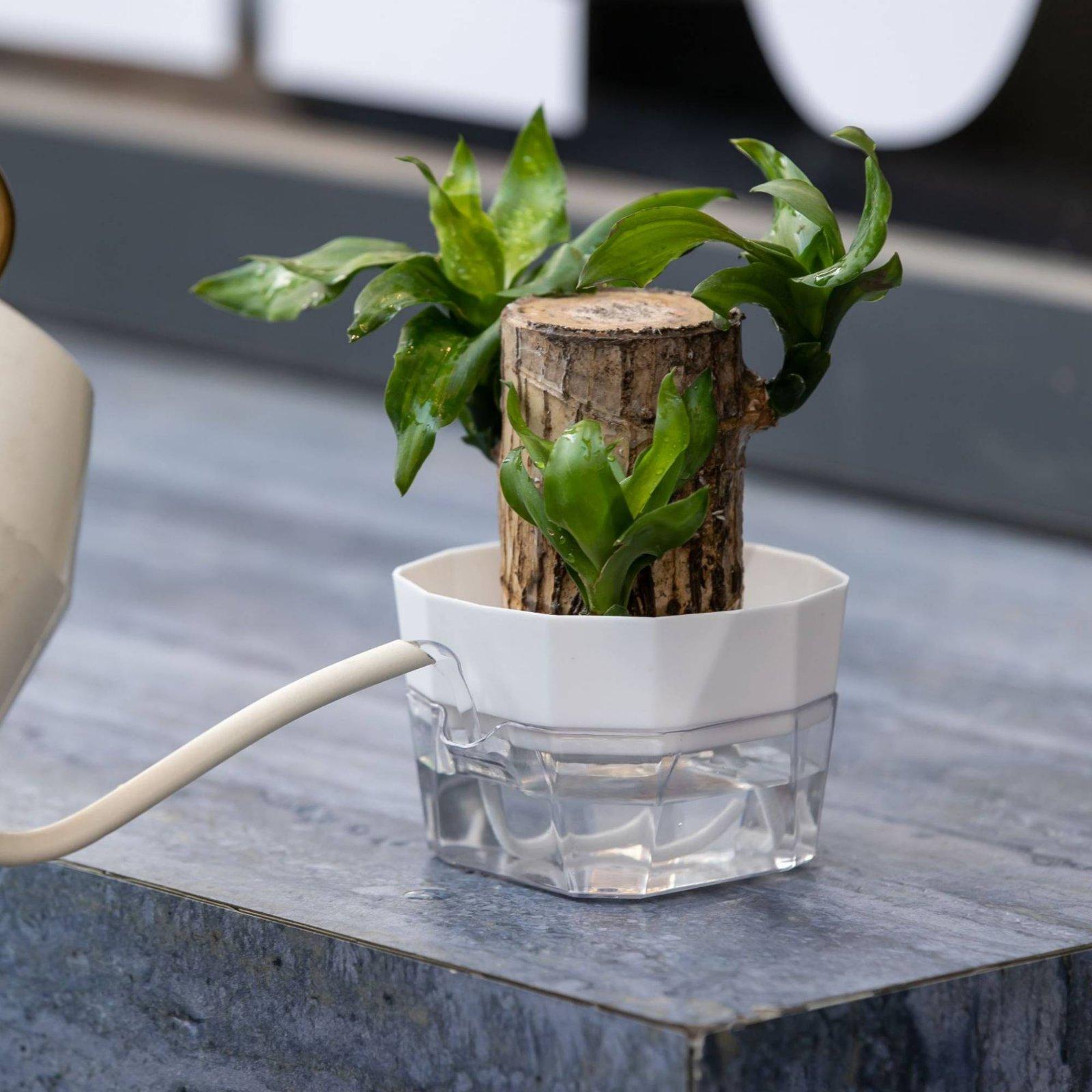 Hydroponische Vase mit Zwei Sc – Plant Pot Bewertung und Preis