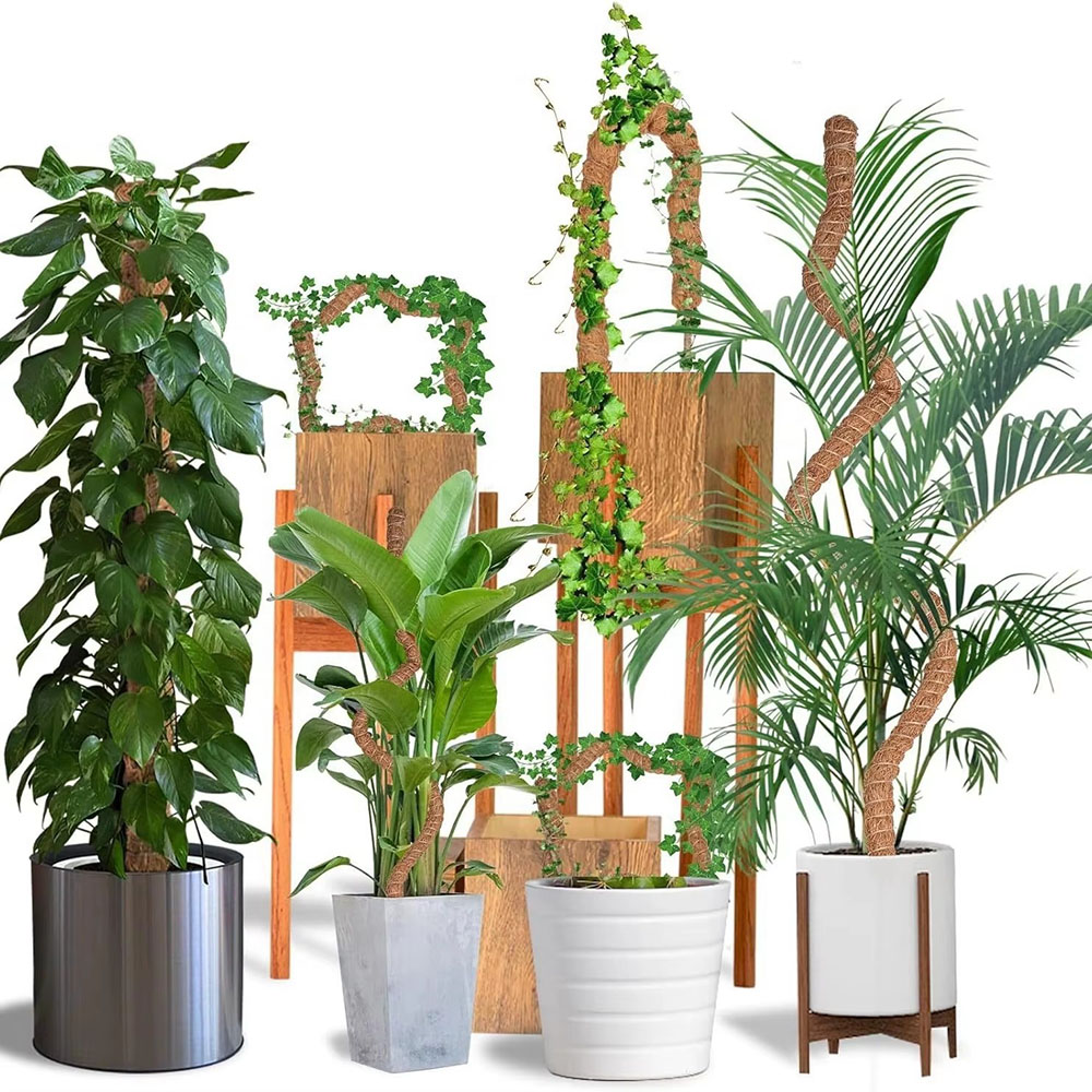 Gartenbau-Kokosnusspalmenstab, – Pothos Bewertung und Preis