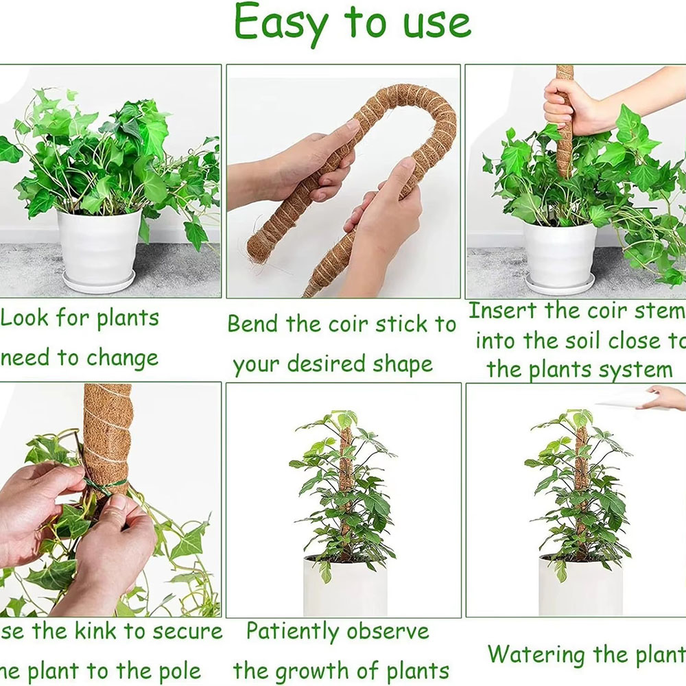 Gartenbau-Kokosnusspalmenstab, – Pothos Bewertung und Preis