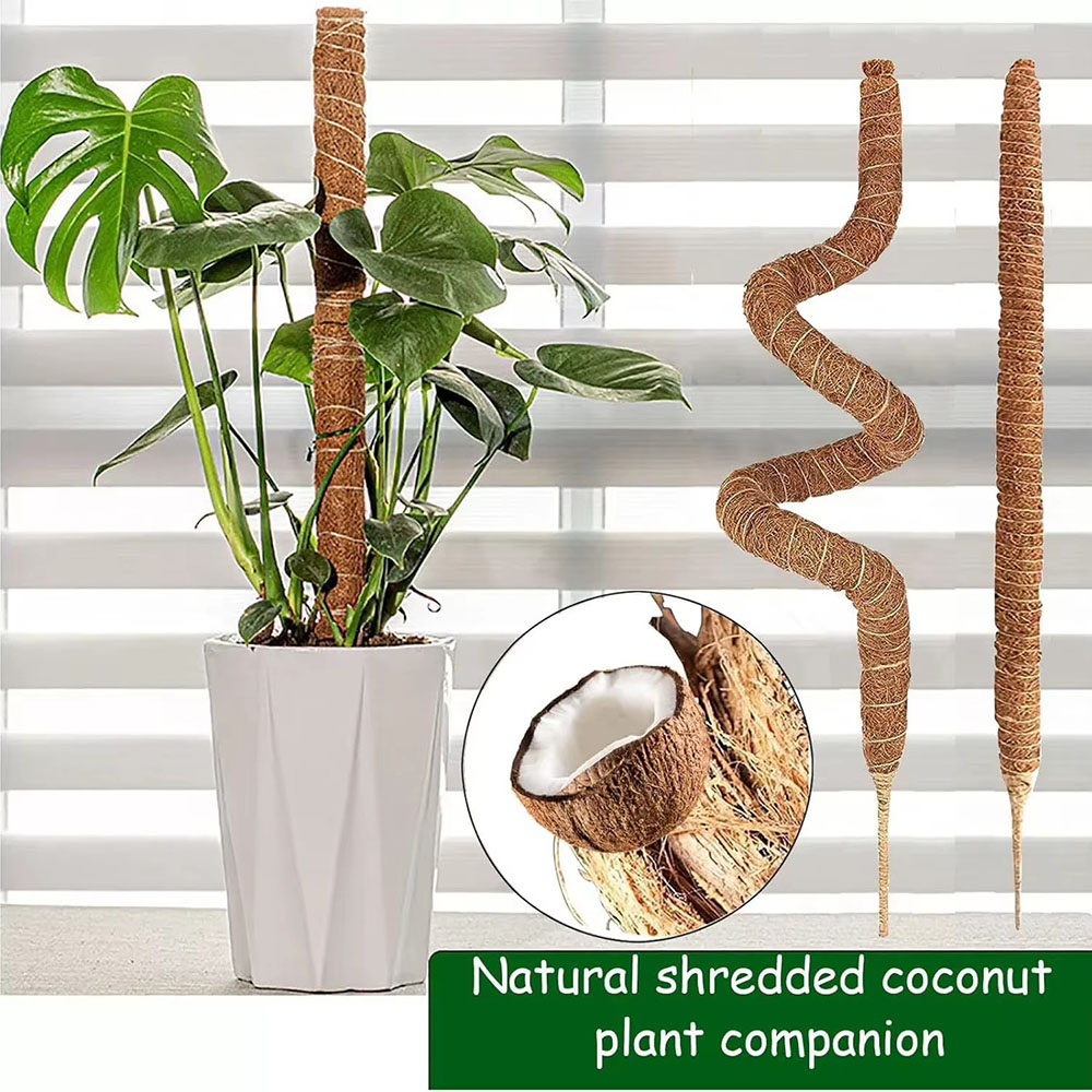 Gartenbau-Kokosnusspalmenstab, – Pothos Bewertung und Preis