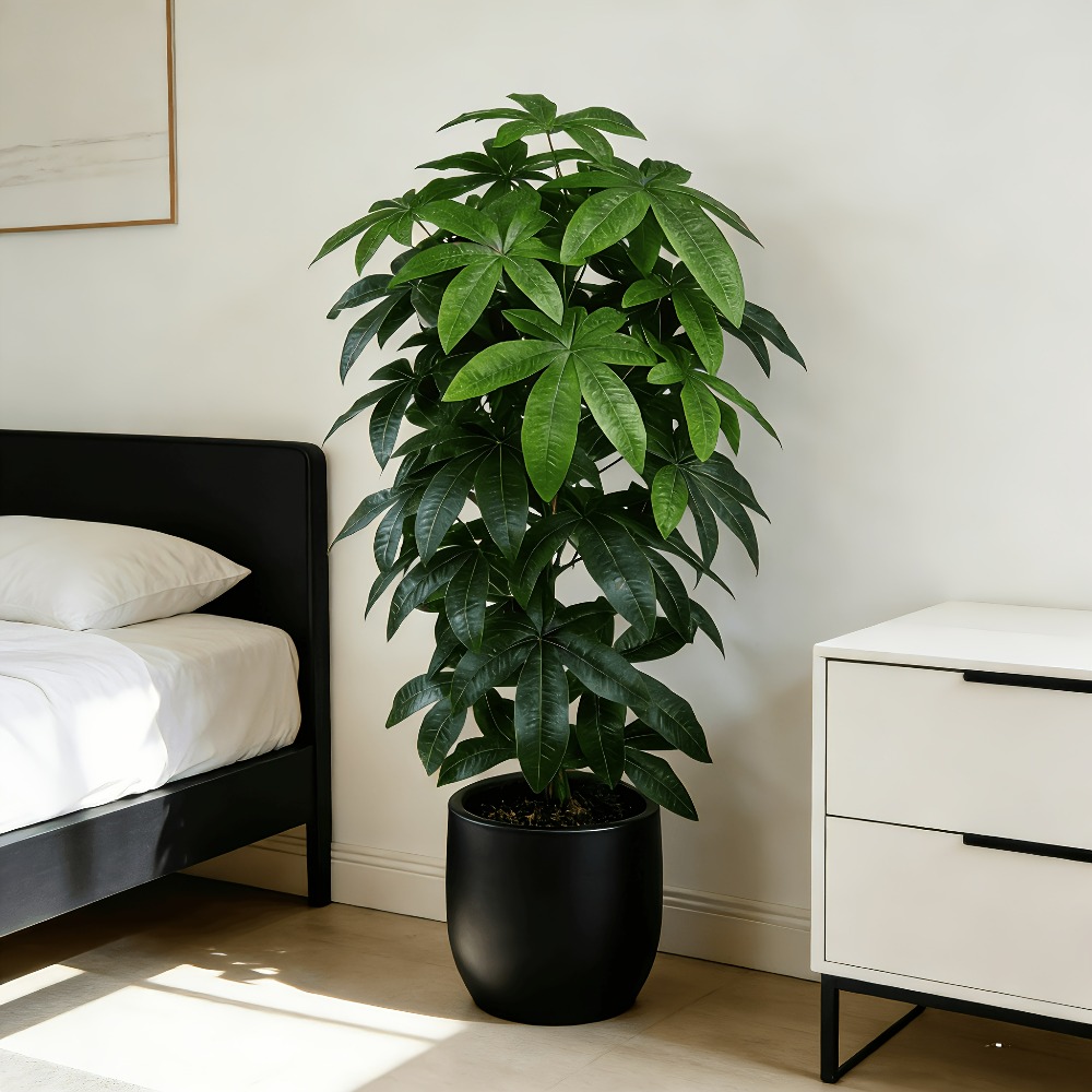 Ein künstlicher Geldbaum (Pach – Snake Plant Bewertung und Preis
